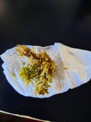Sphagnum cristatum