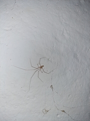 Smeringopus pallidus