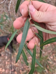 Angophora bakeri