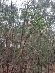 Angophora bakeri