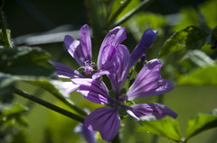 Malva sylvestris sylvestris