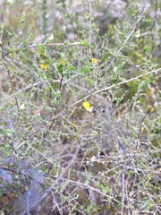 Aspalathus leptocoma