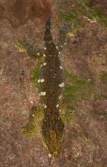 Rhacodactylus leachianus
