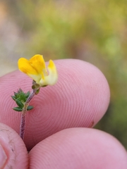 Aspalathus leptocoma