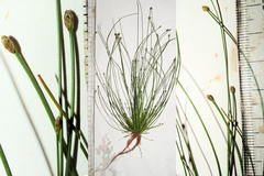 Eleocharis intermedia