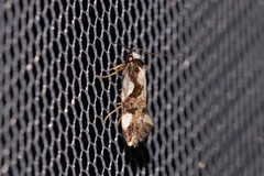 Machetis aphrobola