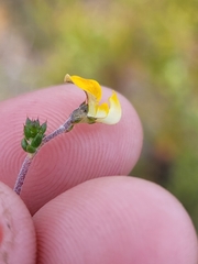 Aspalathus leptocoma