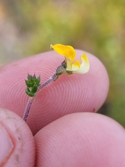 Aspalathus leptocoma