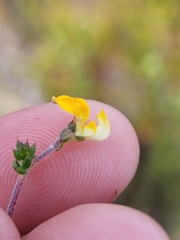 Aspalathus leptocoma