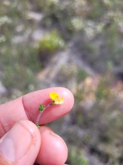 Aspalathus leptocoma