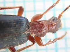 Brachinus crepitans