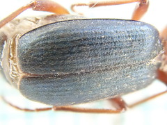 Brachinus crepitans