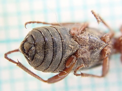 Brachinus crepitans