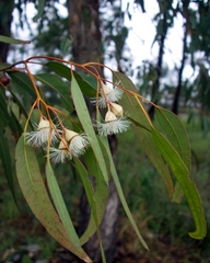 Eucalyptus longifolia