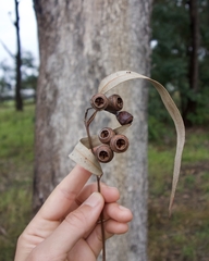 Eucalyptus longifolia