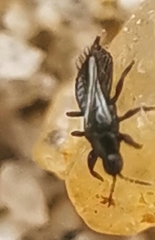 Phlaeothripinae