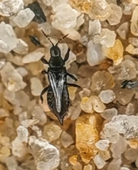 Phlaeothripinae
