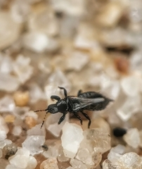 Phlaeothripinae