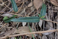 Leichhardtia viridiflora