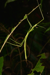 Eurycanthini