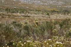 Leucadendron floridum