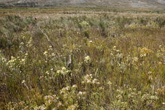 Leucadendron floridum