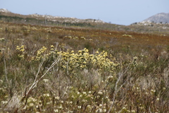 Leucadendron floridum