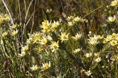 Leucadendron floridum