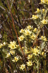 Leucadendron floridum