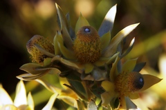 Leucadendron floridum