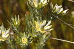 Leucadendron floridum