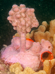 Halisarca australiensis