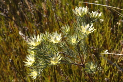 Leucadendron floridum