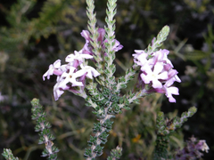 Junellia tridactylites