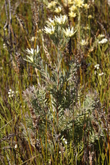 Leucadendron floridum
