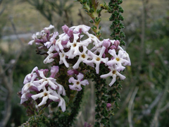 Junellia tridactylites