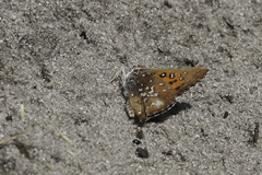 Aloeides thyra thyra