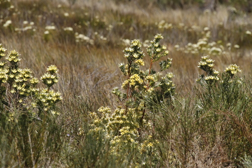 Image of Leucadendron floridum by (c) Tony Rebelo, some rights reserved (CC BY-SA)