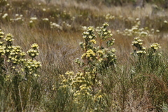 Leucadendron floridum