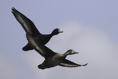 Netta erythrophthalma