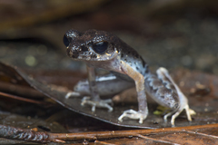 Leptobrachella gracilis