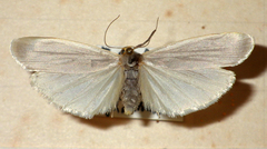 Eilema caniola