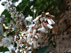 Derris scandens
