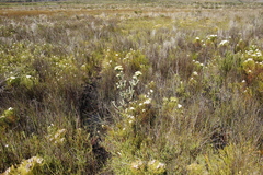 Leucadendron floridum