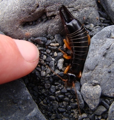 Anisolabis littorea