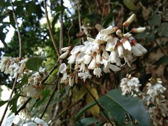 Derris scandens