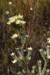 Leucadendron floridum