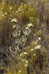Leucadendron floridum
