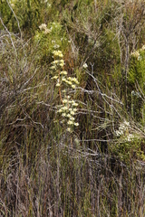 Leucadendron floridum