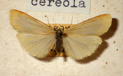 Eilema cereola